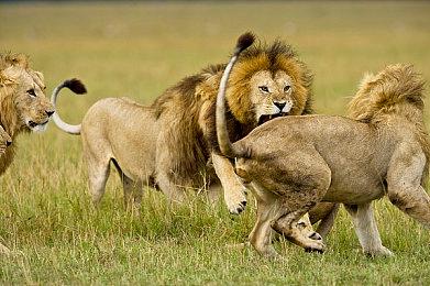 《烧肉模拟器》最新更新7月7日上线 追加线上对战